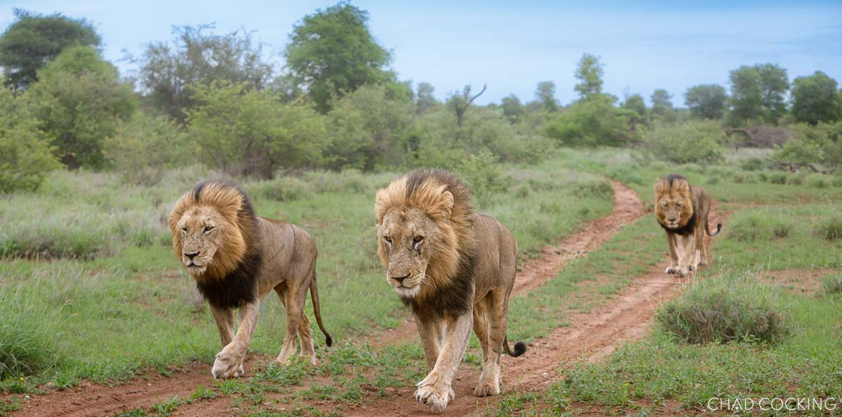 Three male lions walking along a dirt track through green bushveld after rain.