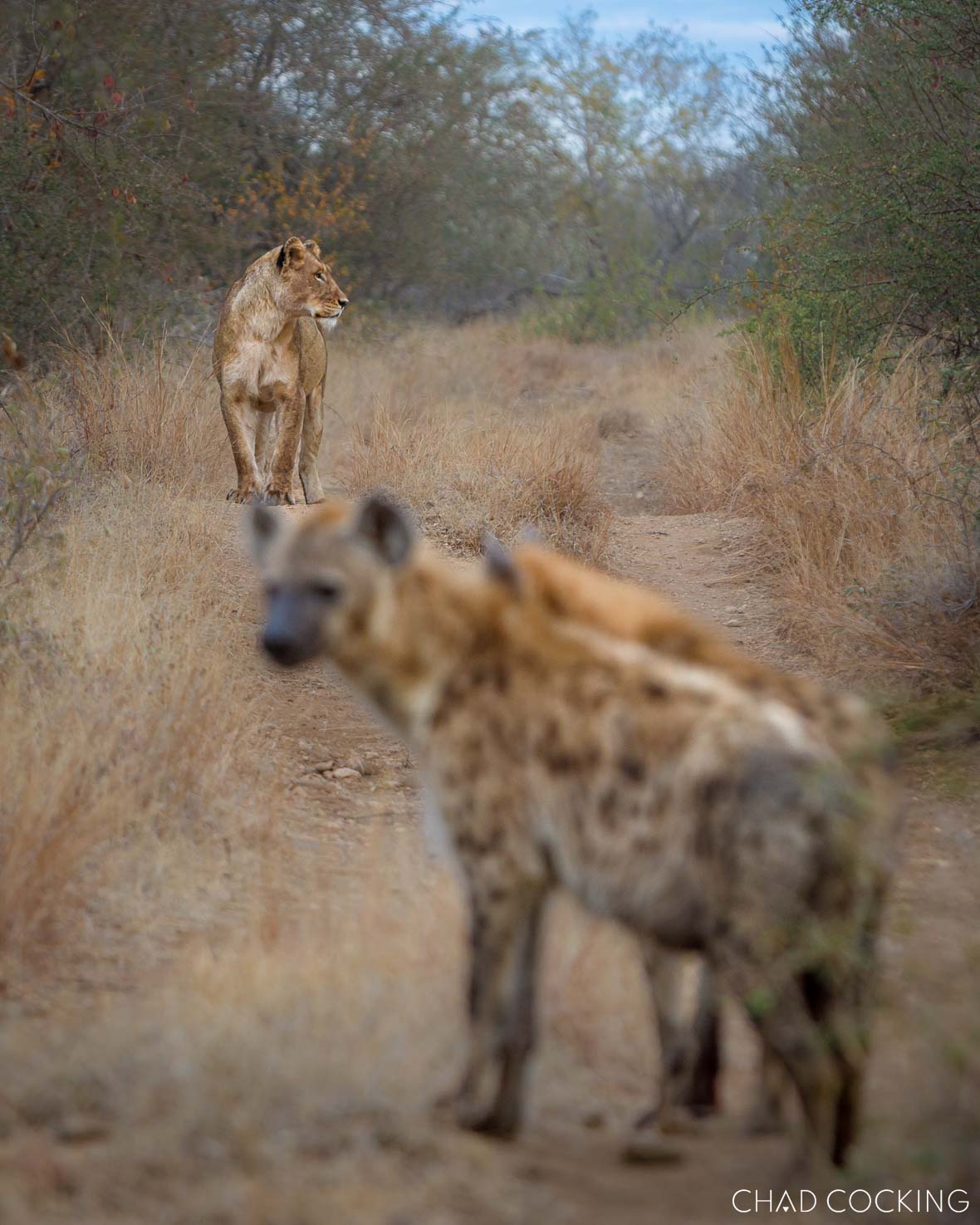 A lioness stands alert on a dusty bush path while blurred hyenas approach in the foreground.