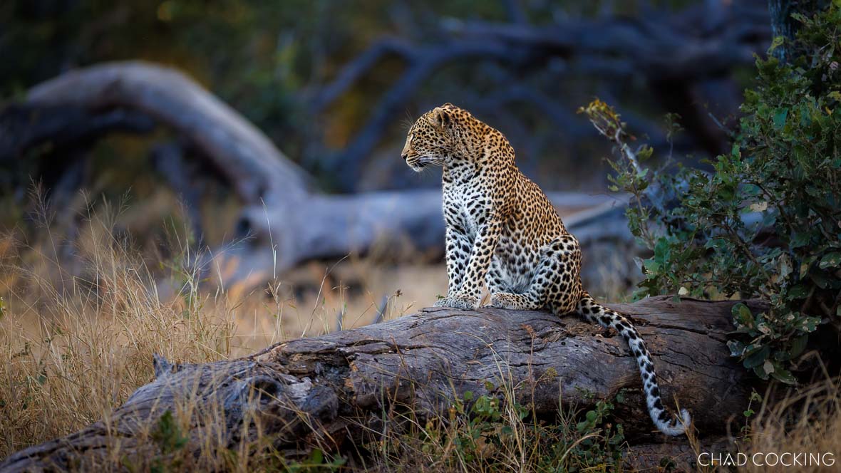 A relaxed female leopard lies along a tree branch, gazing ahead in soft light.