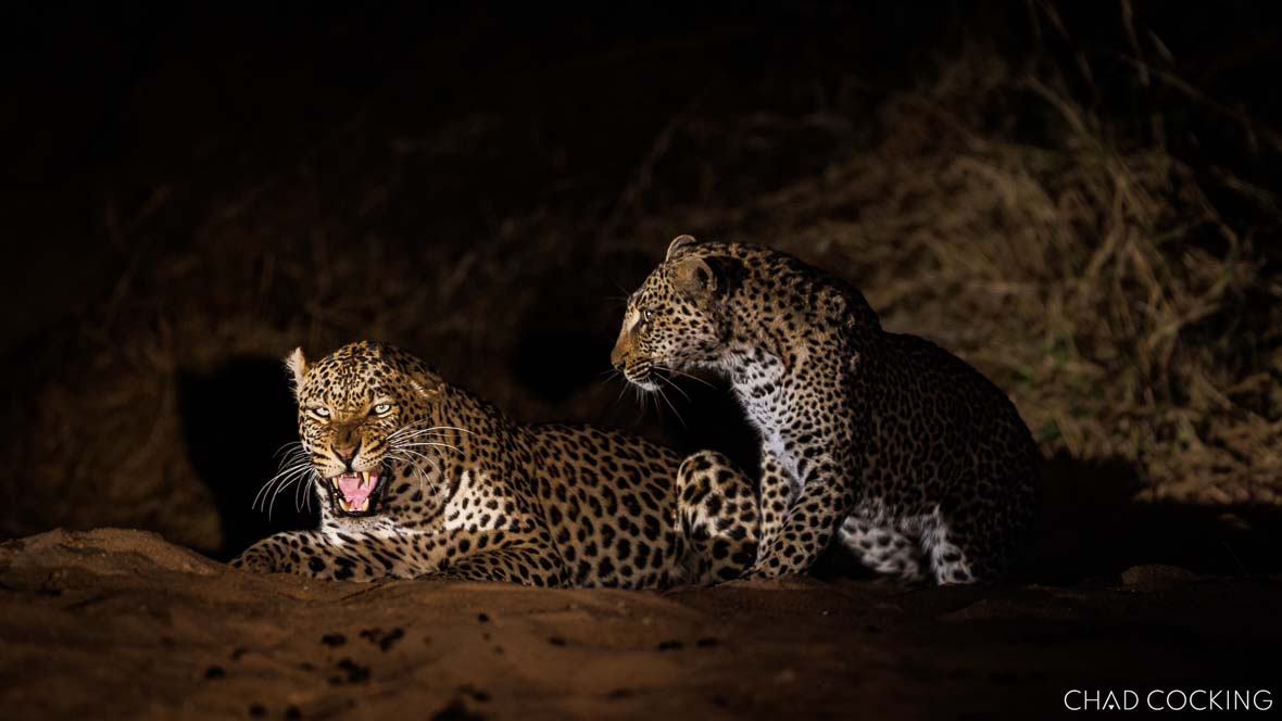 A young female leopard lies comfortably on a fallen tree branch, watching her surroundings.