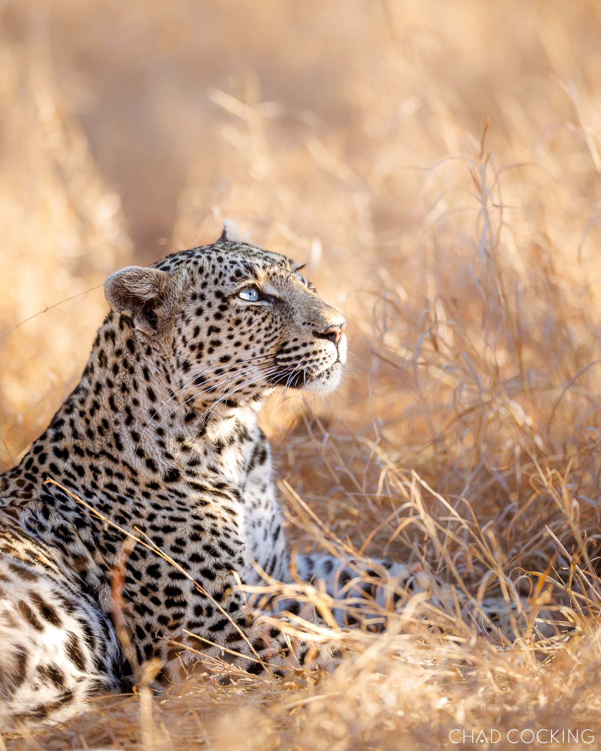 N’weti female leopard resting on a fallen tree branch, looking alert in the Timbavati.