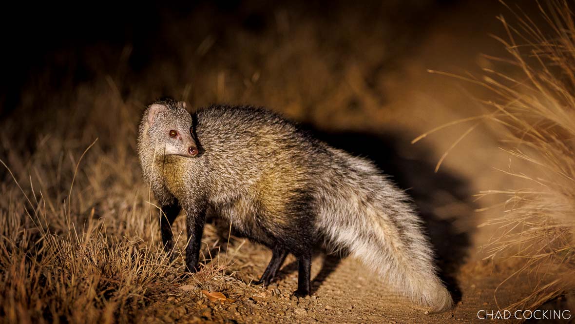 White-tailed mongoose standing alert on a sandy path at night.