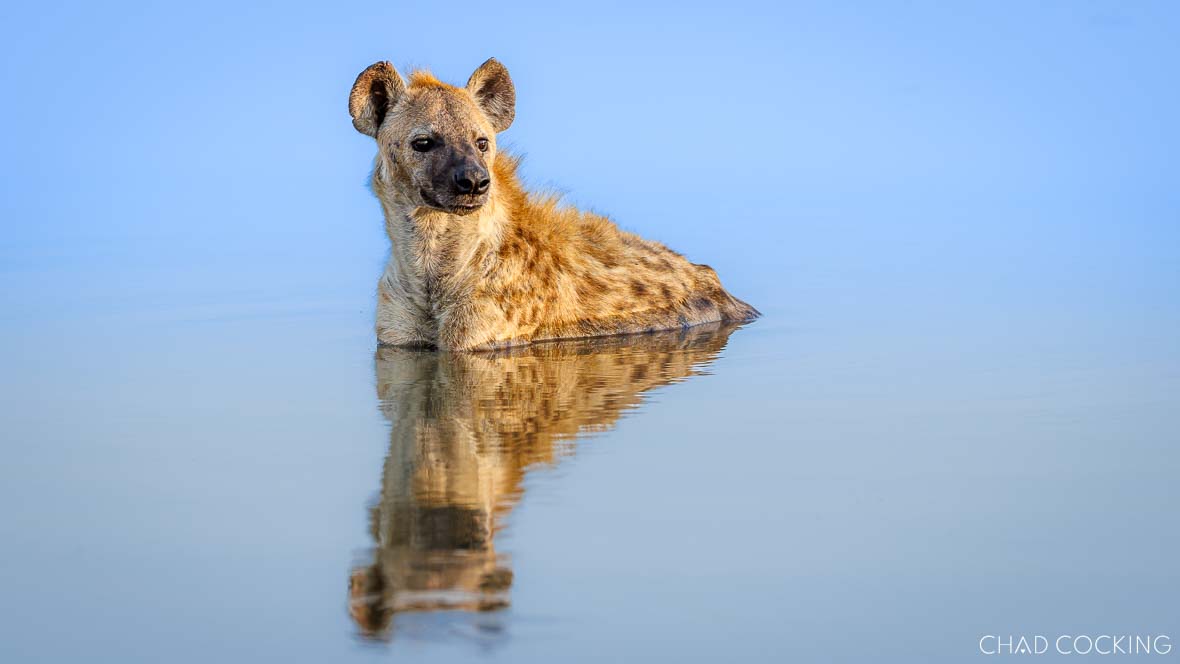 Hyena sitting in a shallow waterhole with its reflection visible on the surface.