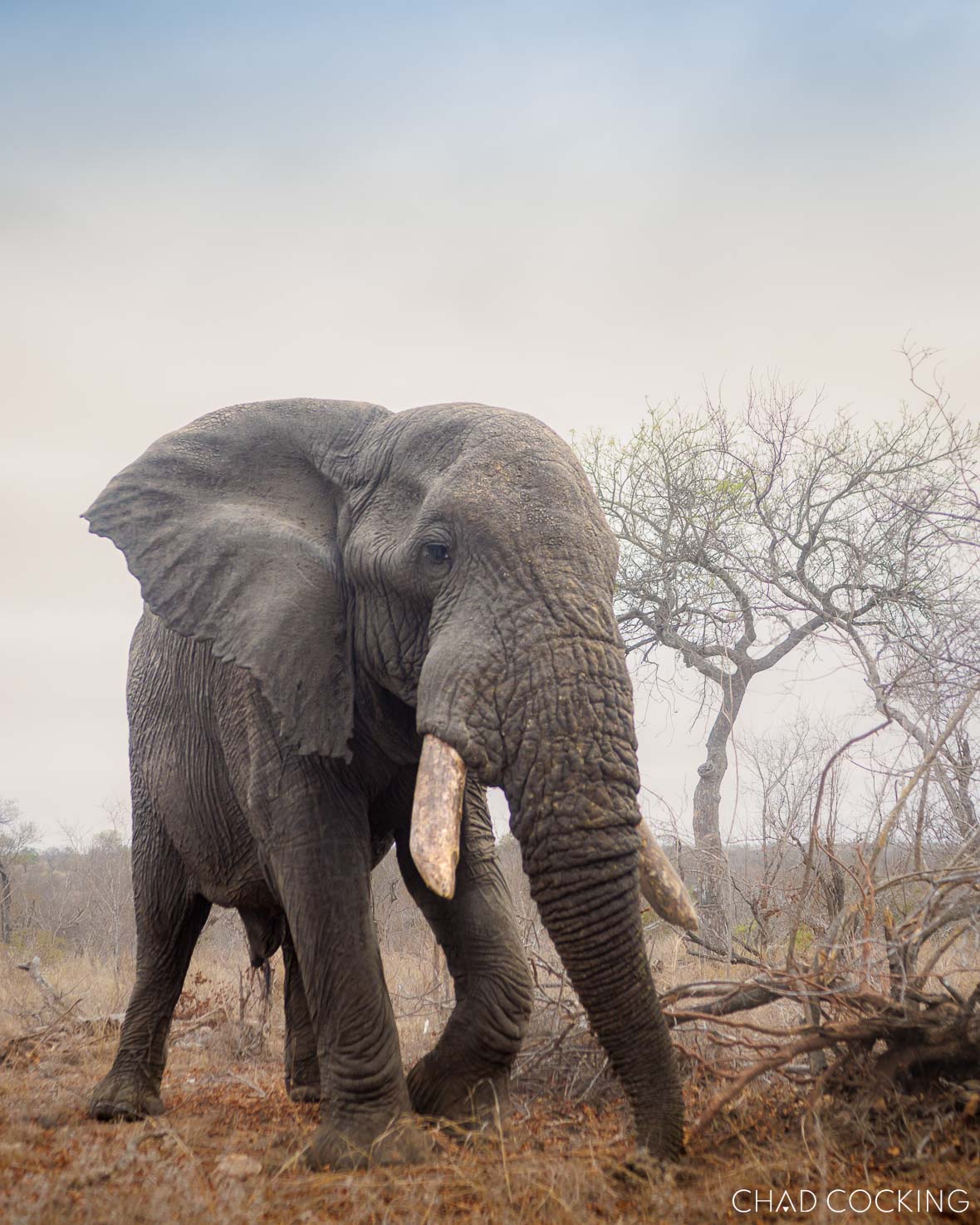 Apollo, a massive bull elephant, walks calmly along a sandy track in soft morning light.