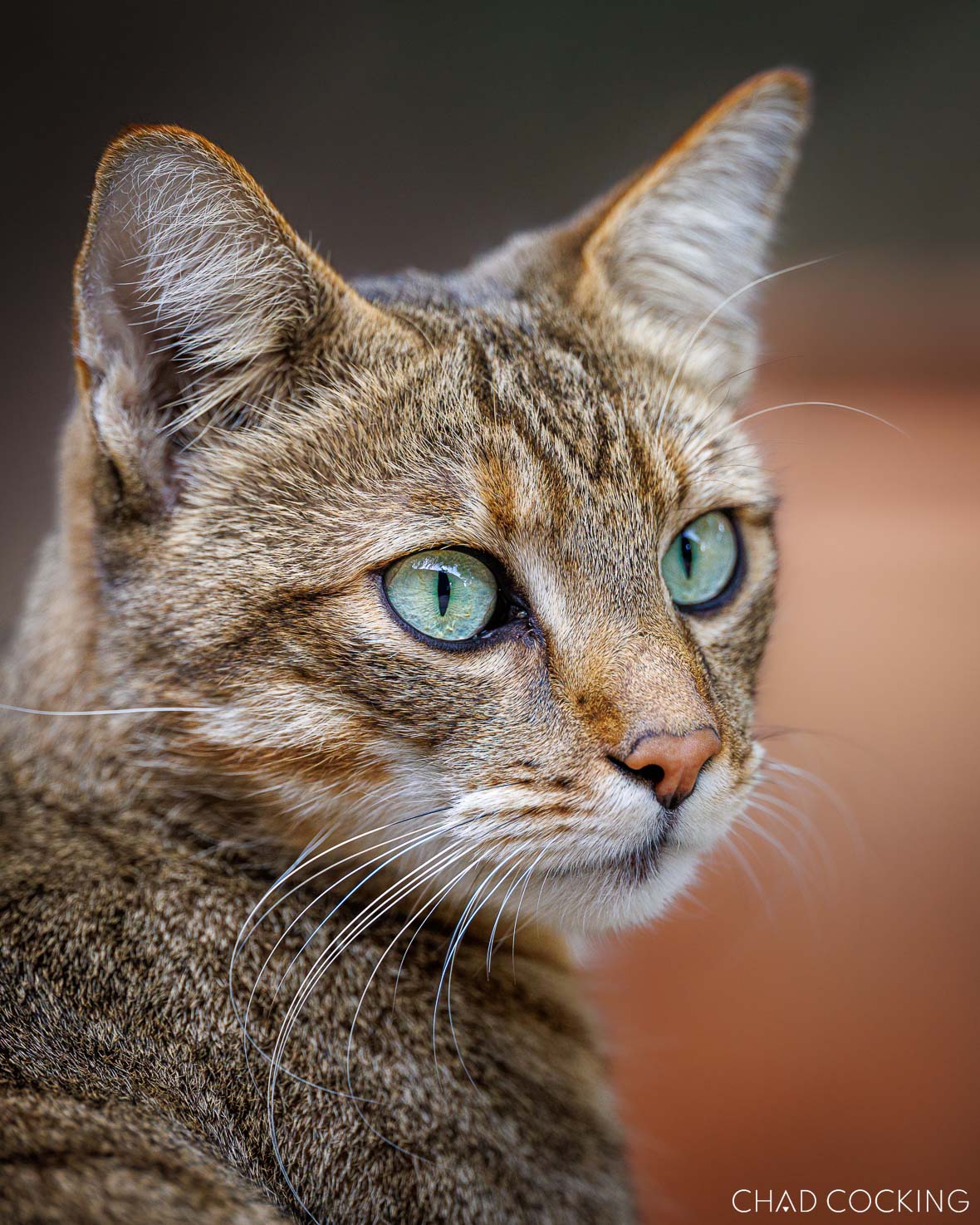 Nova, the African wild cat, standing alert in golden grass with soft light catching his patterned coat.